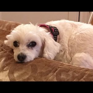 Meet your Posher, Vafs